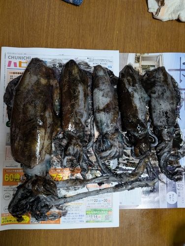 アオリイカの釣果
