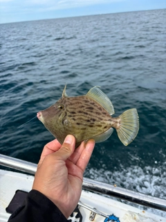 カワハギの釣果