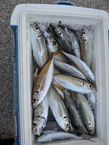 アジの釣果