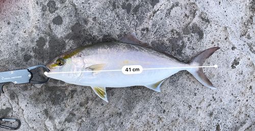 シオの釣果