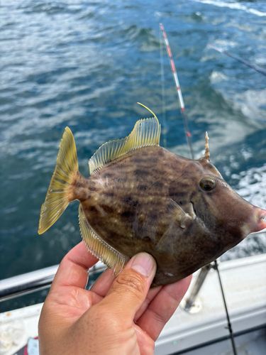 カワハギの釣果