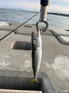 サバの釣果