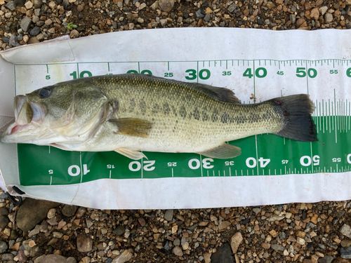 ブラックバスの釣果