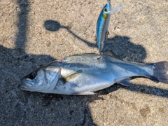 シーバスの釣果