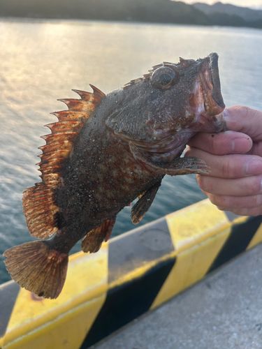 アラカブの釣果