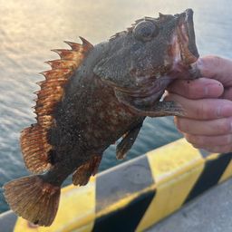 アラカブ