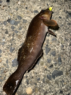 アイナメの釣果