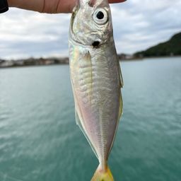 アジ