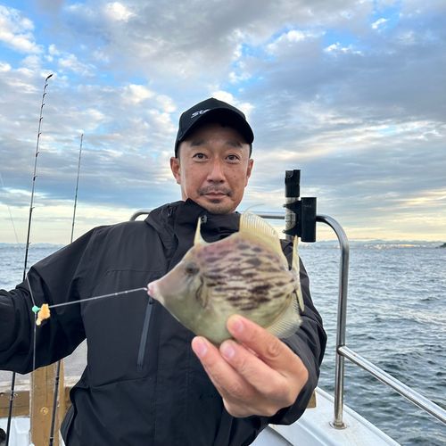 カワハギの釣果