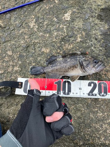 クロソイの釣果