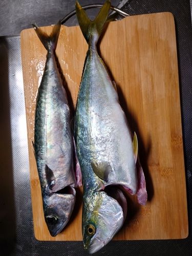 ワカシの釣果