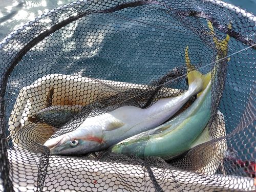 ワラサの釣果