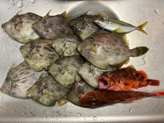 カワハギの釣果