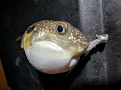 フグの釣果