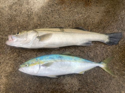 釣果