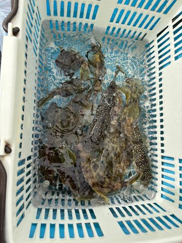 カワハギの釣果