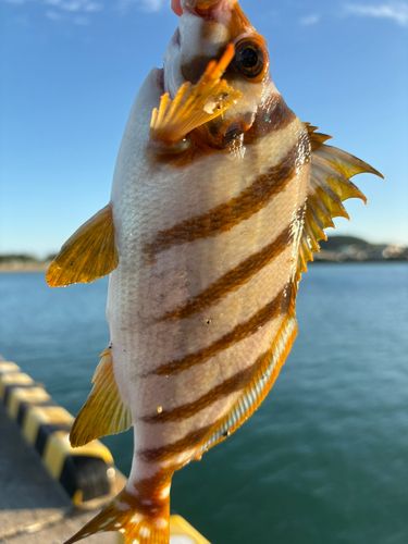 タカノハの釣果