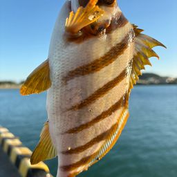 タカノハ