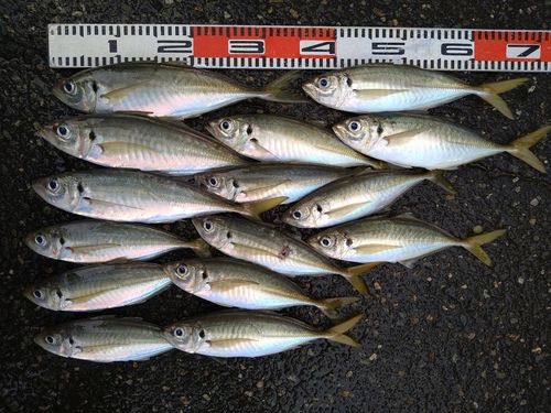 アジの釣果