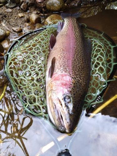 ニジマスの釣果