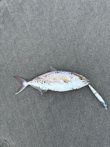 大倉戸海岸