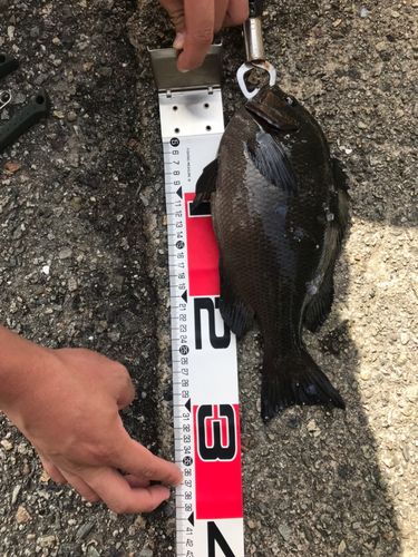 メジナの釣果