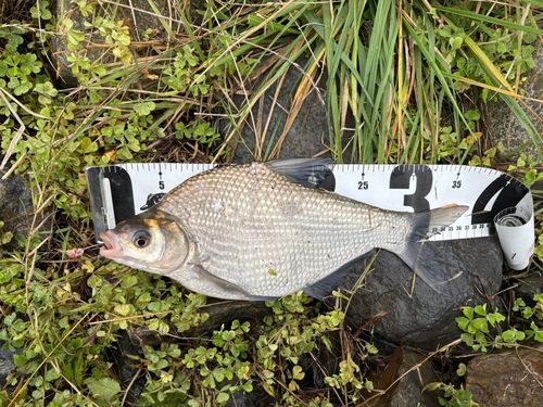 ダントウボウの釣果
