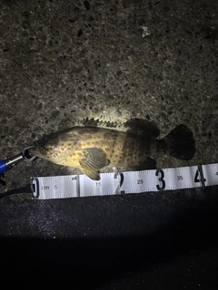 チャイロマルハタの釣果