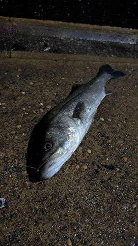 フッコ(マルスズキ)の釣果