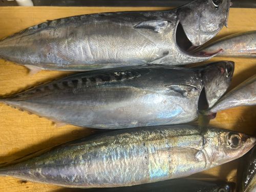 ソウダガツオの釣果