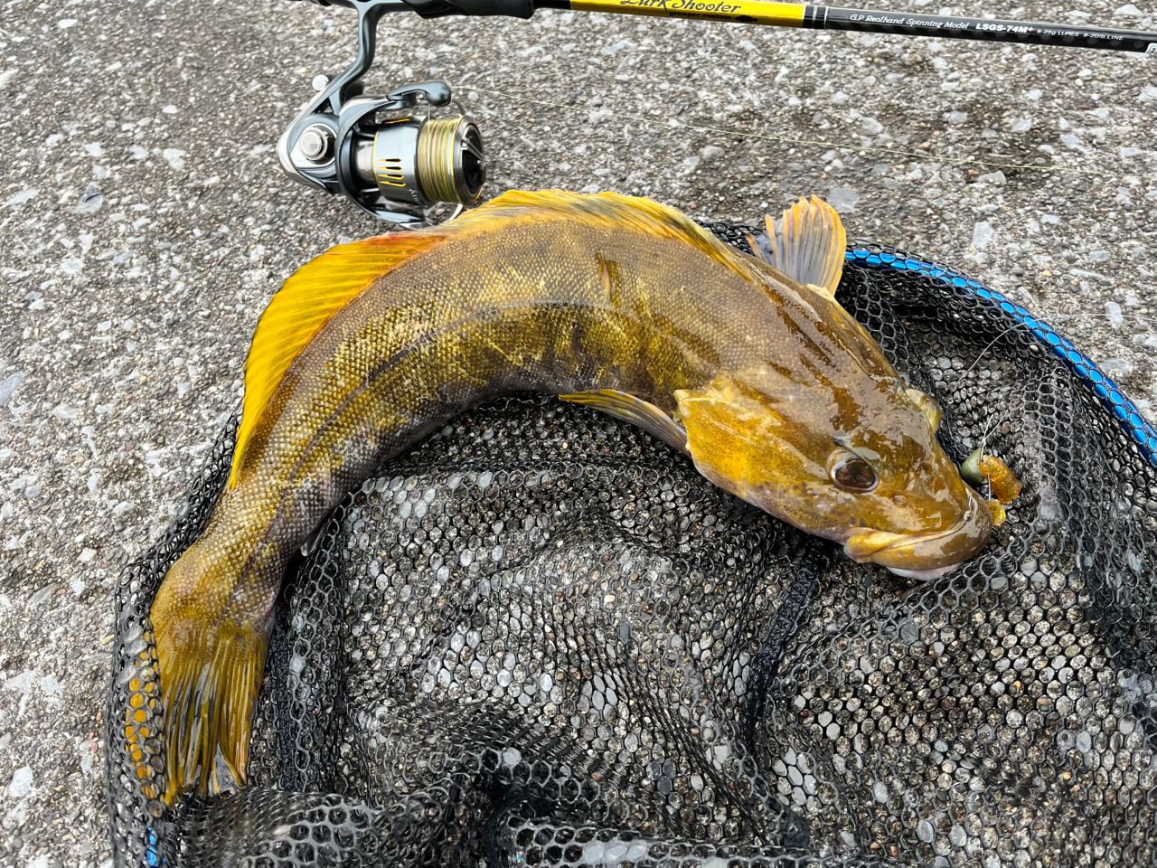 PALMS ラークシューターの最安値・インプレ・釣果 | 本音の口コミが