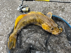 アイナメの釣果