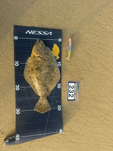 ソゲの釣果
