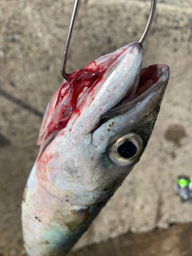 サバの釣果