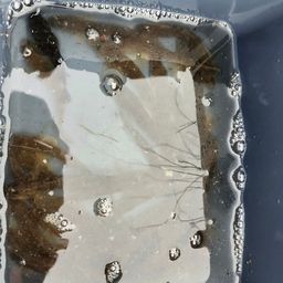 ハゼ