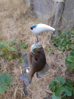 ブルーギルの釣果
