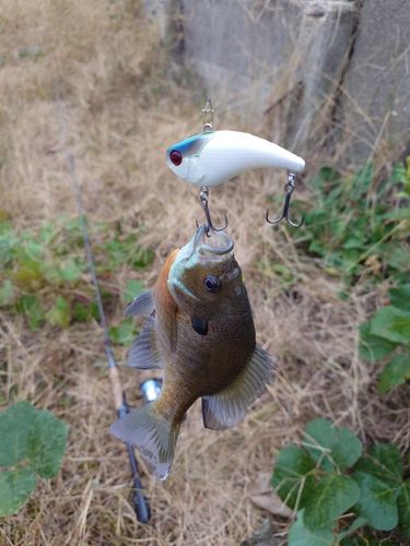ブルーギルの釣果