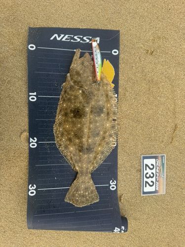 ソゲの釣果