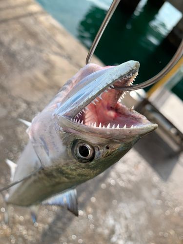 サゴシの釣果