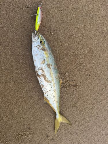 ヤズの釣果