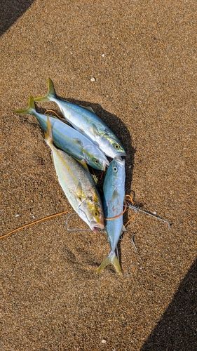 フクラギの釣果