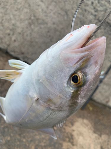 若狭湾