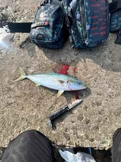フクラギの釣果
