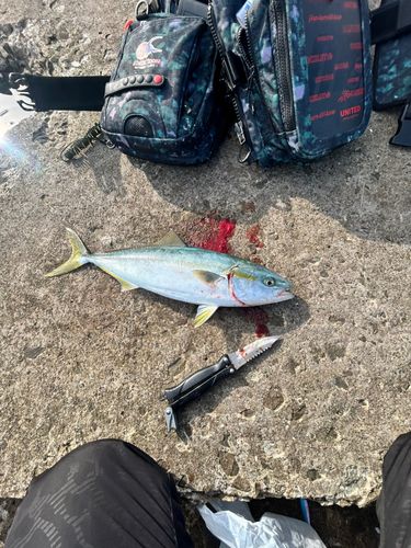フクラギの釣果