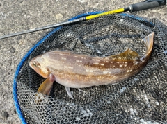 アイナメの釣果