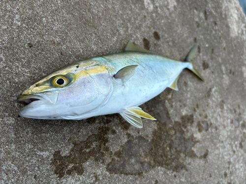 イナダの釣果