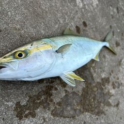 イナダ