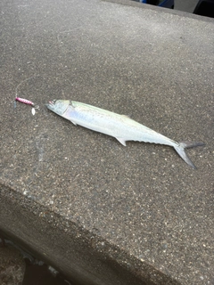 サゴシの釣果