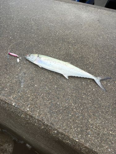 サゴシの釣果