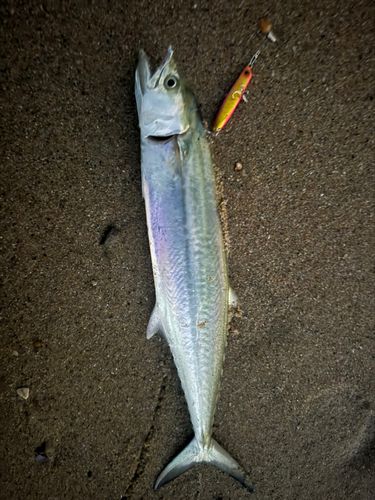 サワラの釣果